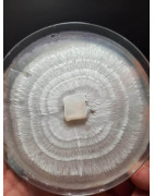 Micelios en placas petri