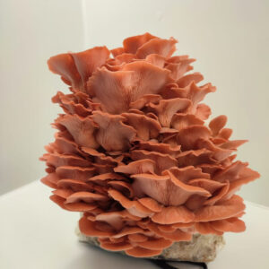 kit de cultivo Pleurotus Djamor