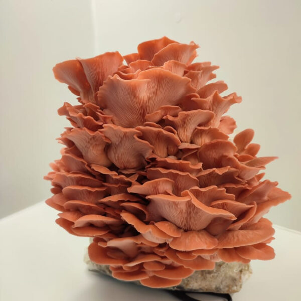 kit de cultivo Pleurotus Djamor