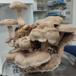 Kit de cultivo Shiitake S75