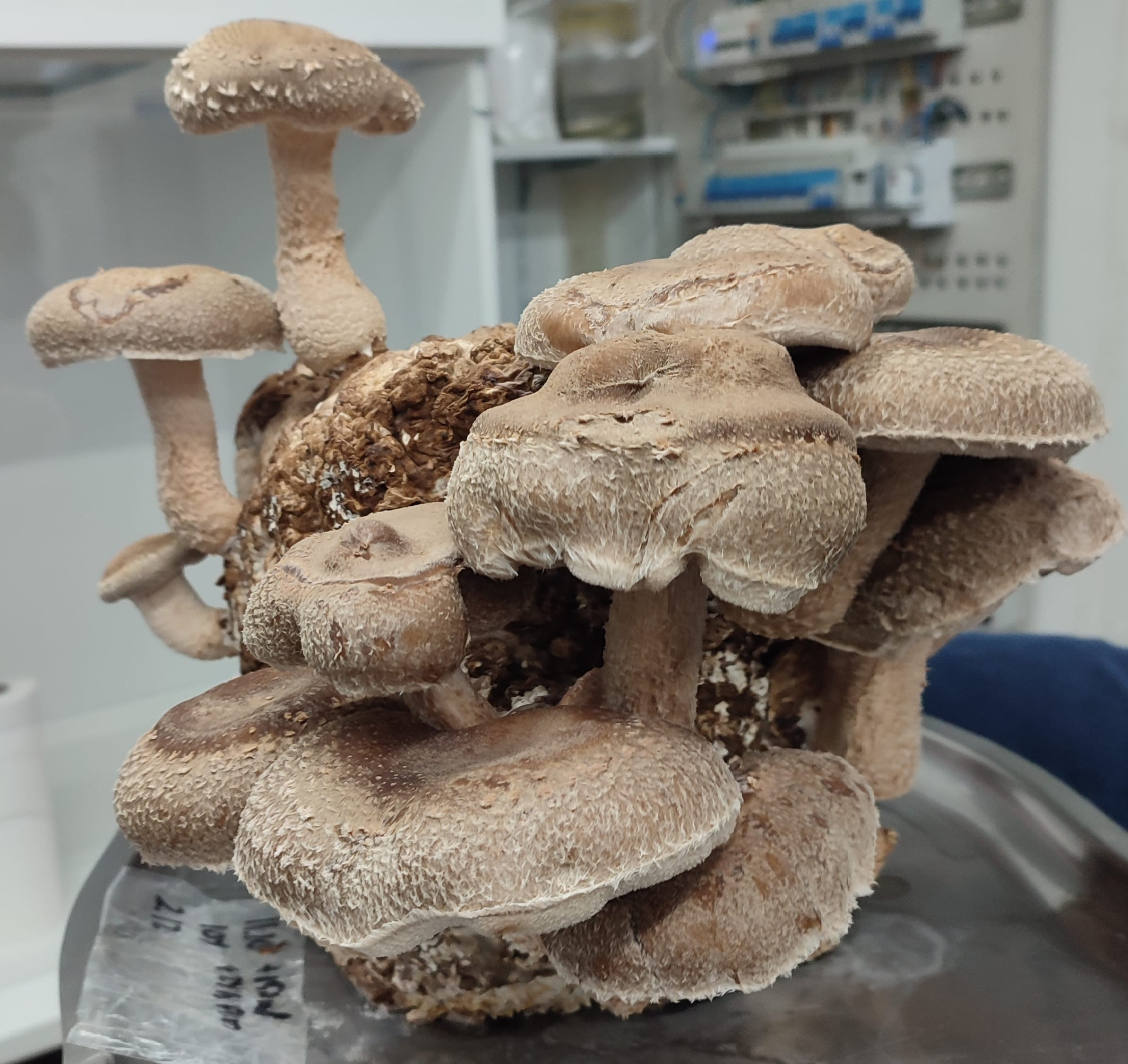 Kit de cultivo Shiitake S75