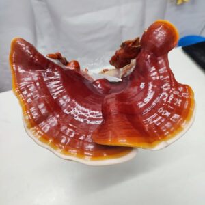 Kit de cultivo Reishi. Ganoderma Lucidum