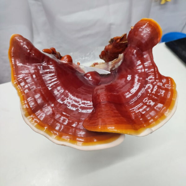 Kit de cultivo Reishi. Ganoderma Lucidum