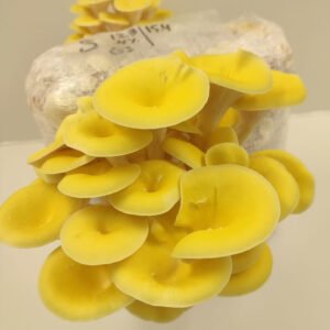 Kit de cultivo Pleorotus citrinopileatus