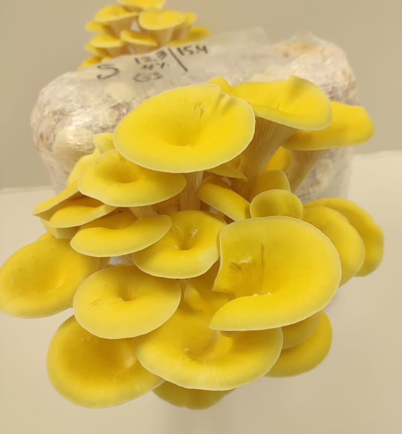 Kit de cultivo Pleorotus citrinopileatus