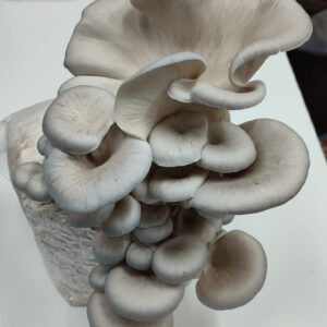 Kit de cultivo Pleurotus ostreatus