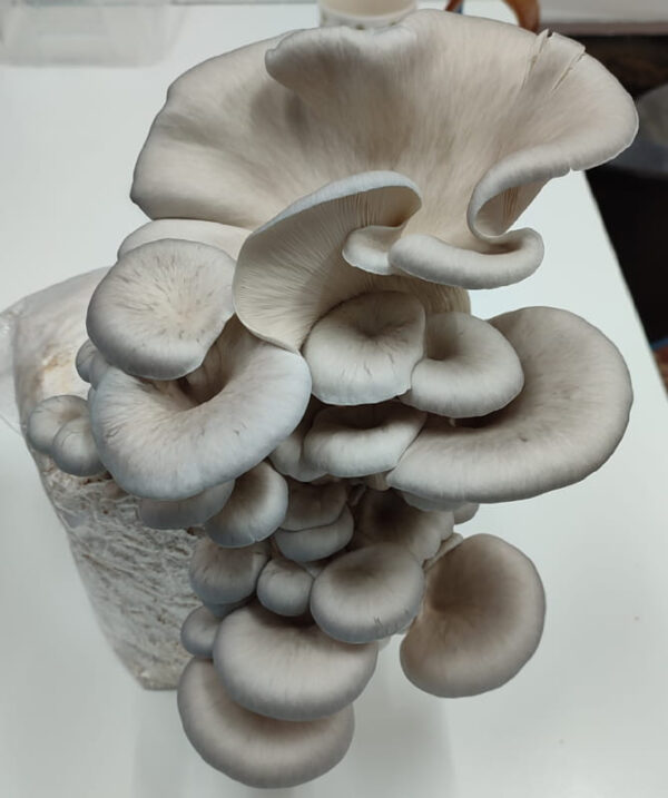 Kit de cultivo Pleurotus ostreatus