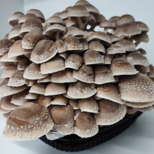 Kit de cultivo Shiitake 3782