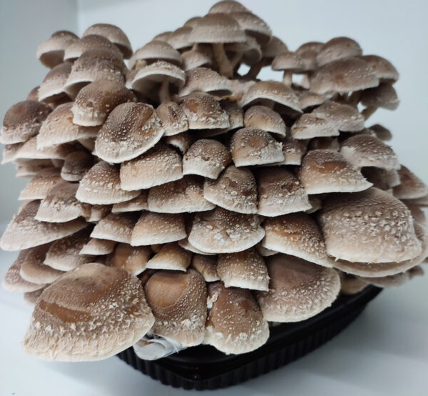 Kit de cultivo Shiitake 3782