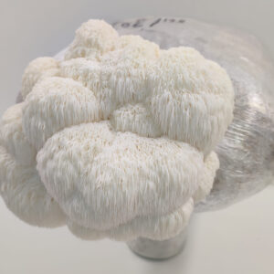 Kit de cultivo Hericium Erinaceus