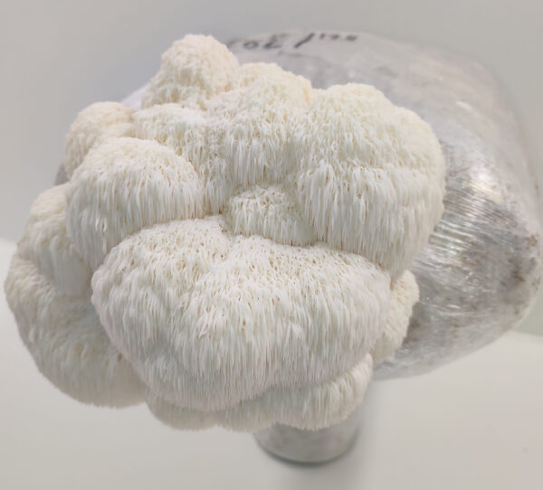 Kit de cultivo Hericium Erinaceus