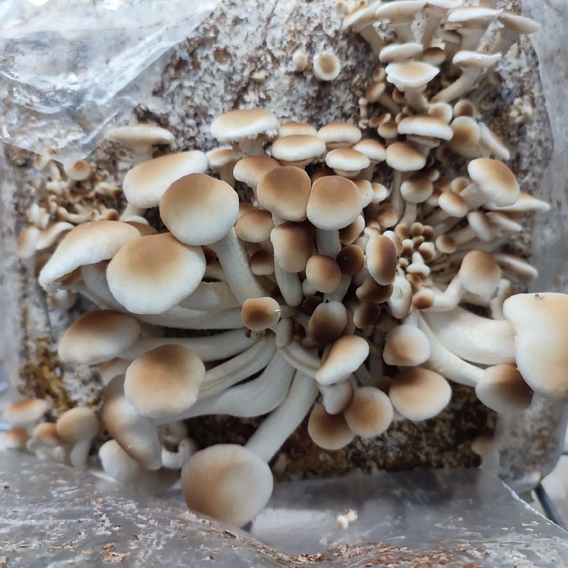 Kit de cultivo Agrocybe Aegerita