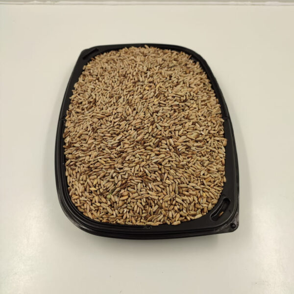 Centeno ecologico nacional. Grano