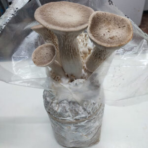 Kit de cultivo Pleurotus Eryngii.