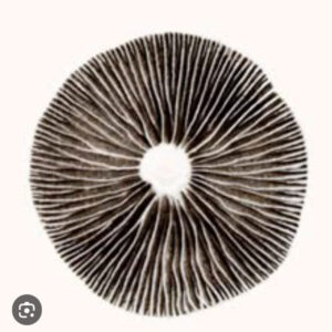 Esporas en sello (spore prints)