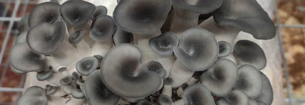 Pleurotus y sus diferentes especies. OSTRAS DE COLORES