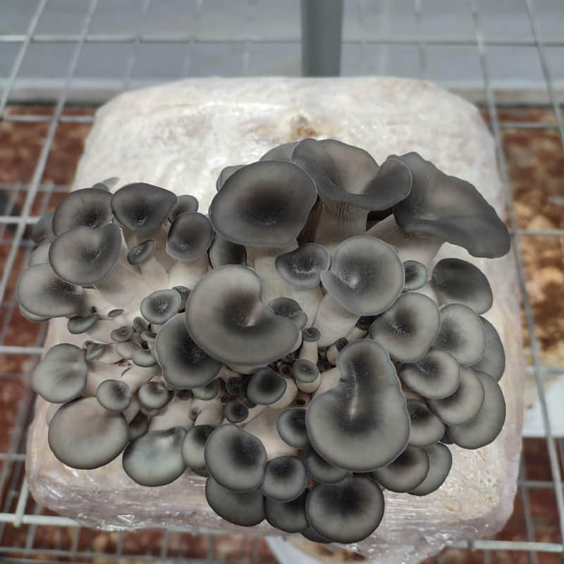 Pleurotus y sus diferentes especies. OSTRAS DE COLORES