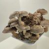 Shiitake, Lentinula Edodes. Propiedades, posología, cultivo y uso culinario.