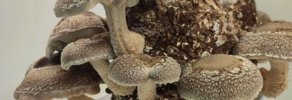 Shiitake, Lentinula Edodes. Propiedades, posología, cultivo y uso culinario.