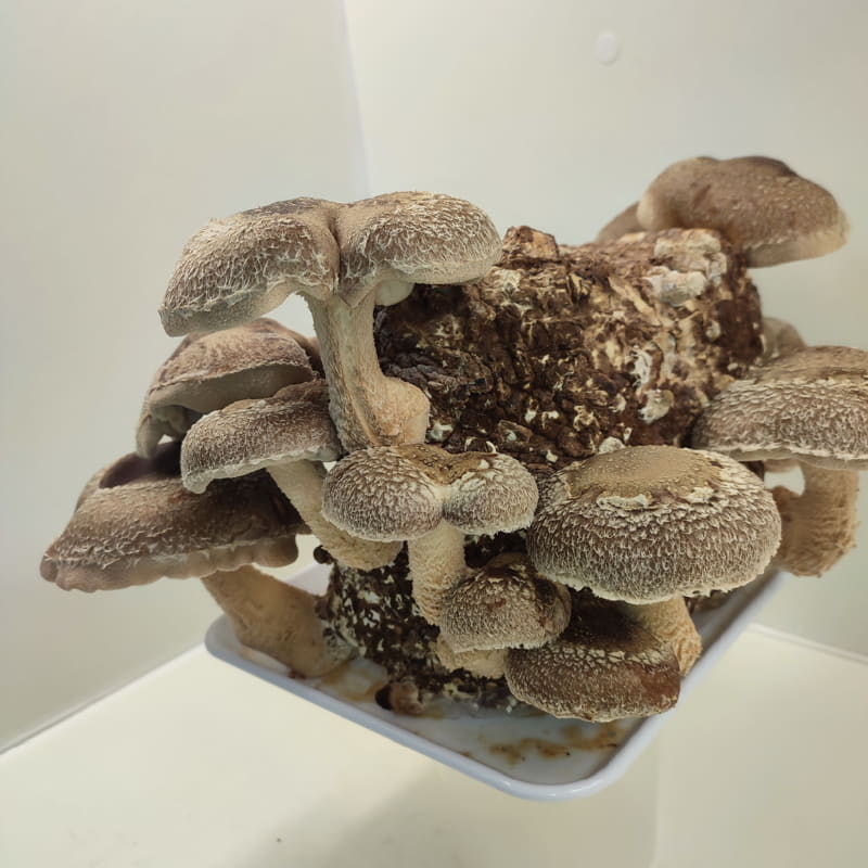 Shiitake, Lentinula Edodes. Propiedades, posología, cultivo y uso culinario.