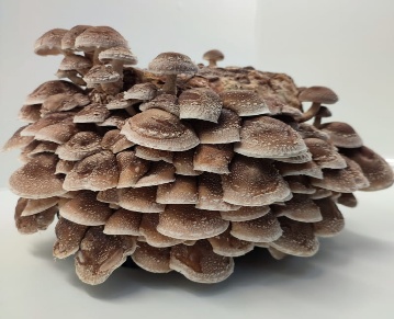 C:\Users\danie\AppData\Local\Microsoft\Windows\INetCache\Content.Word\foto kit shiitake.jpg