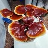 Reishi, Ganoderma Lucidum. Propiedades, posología y cultivo