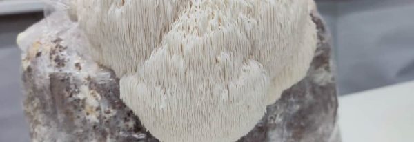 Melena de León, Hericium Erinaceus. Propiedades, posología y cultivo