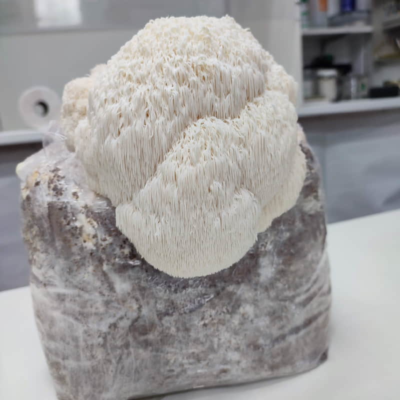 Melena de León, Hericium Erinaceus. Propiedades, posología y cultivo