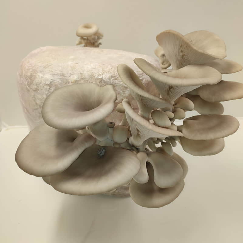 Seta de Ostra; Pleurotus Ostreatus. Propiedades, cultivo y uso culinario.