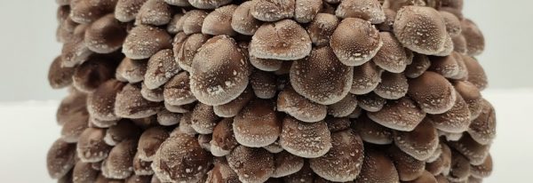 Que produccion de setas frescas puede dar un kit de cultivo de shitake en unas condiciones óptimas?