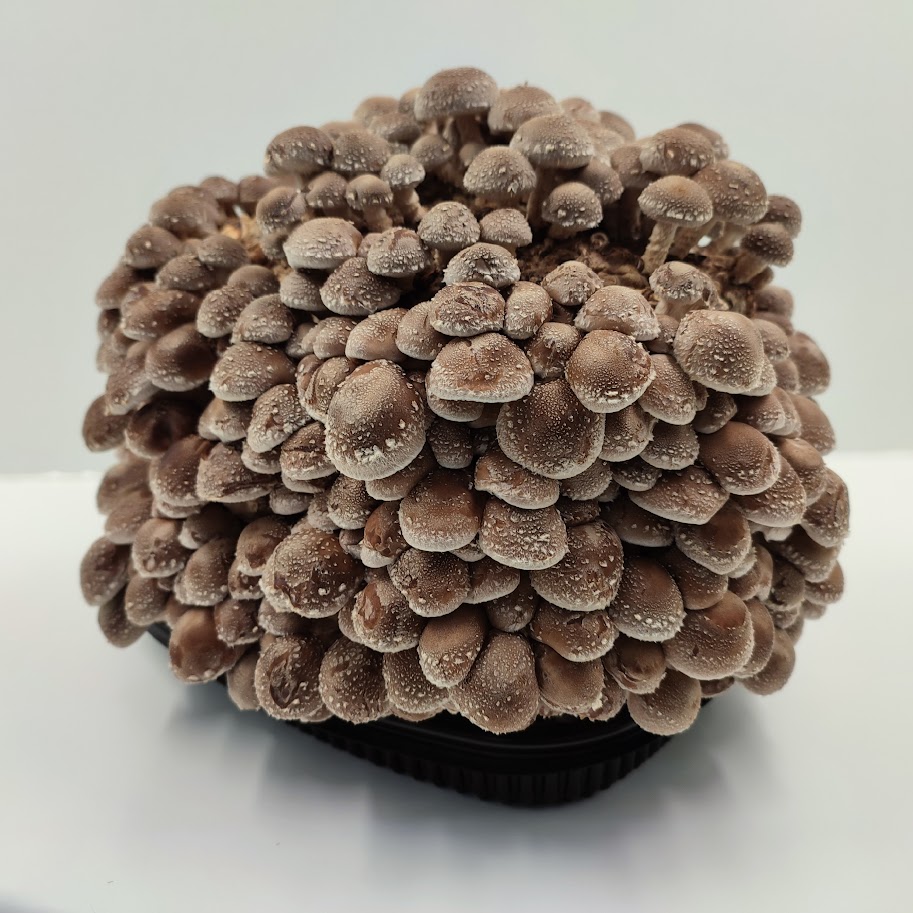 Que produccion de setas frescas puede dar un kit de cultivo de shitake en unas condiciones óptimas?
