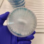 micelio en placa petri