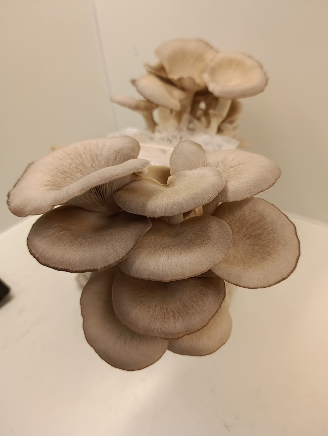 kit cultivo black pearl king