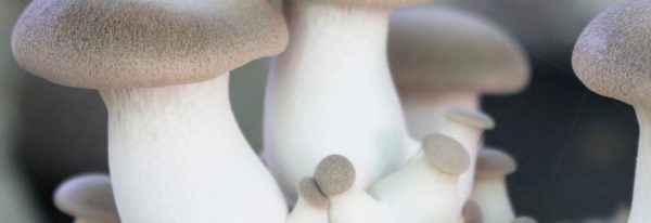 El alimento del futuro, la proteína más cercana a las ciudades, setas.