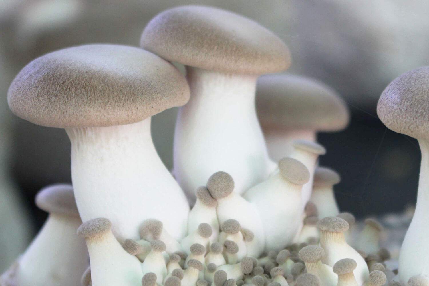 El alimento del futuro, la proteína más cercana a las ciudades, setas.