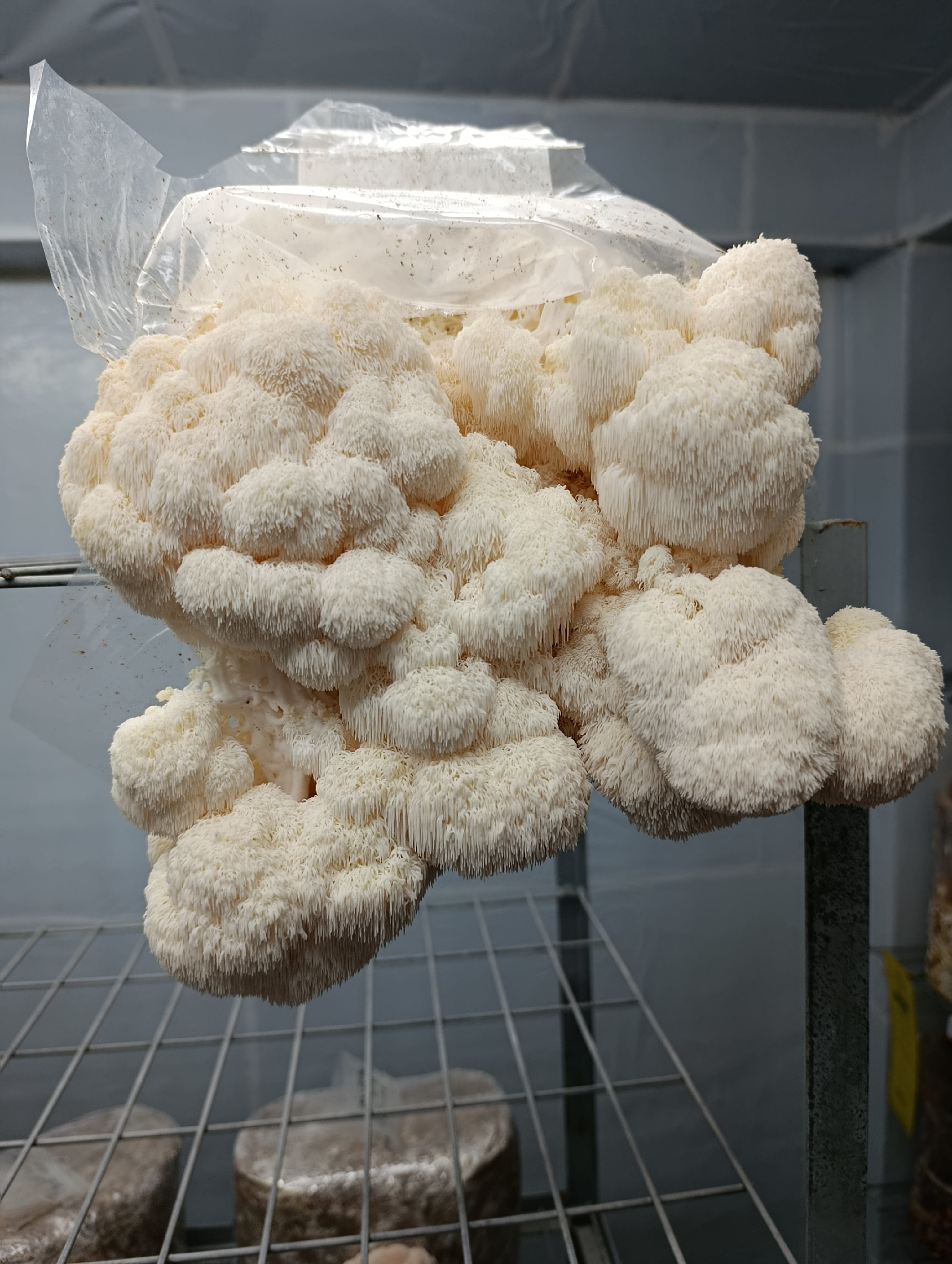 Cómo cultivar setas en casa