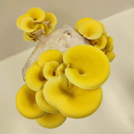 Ostra amarilla Pleurotus citrinopileatus cultivada por ComoZeta