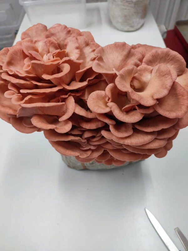 Ostra rosa Pleurotus djamor cultivada por ComoZeta
