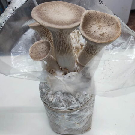 Seta de cardo Pleurotus eryngii cultivada por ComoZeta